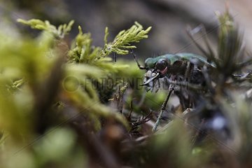 Tiger beetle country on moss undergrowth Sologne