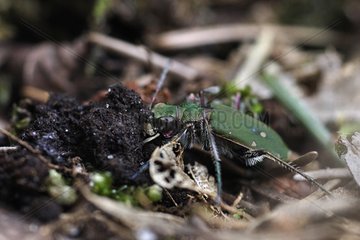 Tiger beetle country plunging head into the soft earth