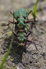 Mating tiger beetles of countryside in the bed of a pond