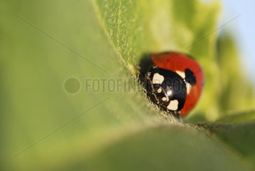 Ladybird on a plant seven points along the Loire France