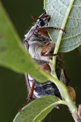Common Cock chafer devouring a leaf in Sologne France