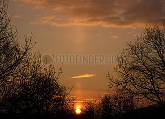 Sun pillar at sunrise and silhouette of trees in winter