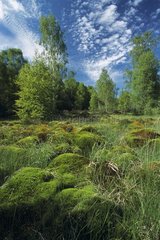 Vernay fen in spring Morvan nature park Nièvre France