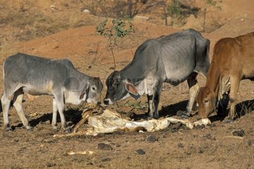 Vaches brahma lèchant une carcasse durant la saison sèche