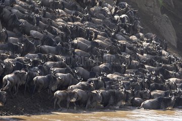Gathering of Wildebeests crossing the Mara river Kenya