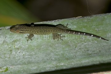 Gecko Bronze seen top Seychelles