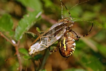 Wasp spider packing its prey France