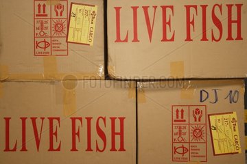 Transport cardboard with live Fishes French Customs