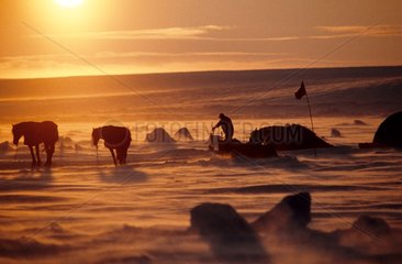 Bivouac und Pferde im Winter in der kanadischen Arktis