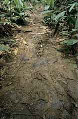 Footprints of a Jaguar French Guiana