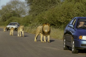 Famille de Lion sur une route avec voitures de tourisme RSA