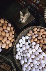 Cat sat near a eggs stall Burma