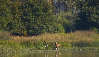 Male red deer at the edge of a forest pond Spain