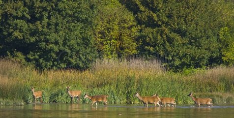 Herd of red deer on the edge of a forest pond Spain