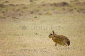 Mara sitting in the dry grass Peninsula Valdes Argentina