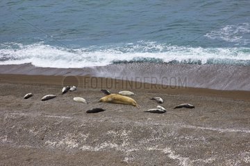Elephant seals resting on a beach Peninsula Valdes Argentina