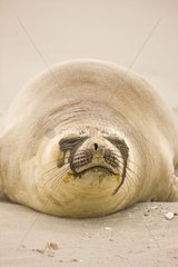 Female Elephant Seal on sand Peninsula Valdes Argentina