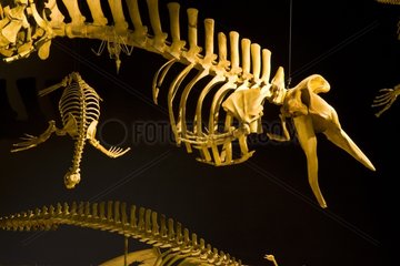 Whale skeletons Museo Paleontologico Egidio Feruglio