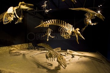 Whale skeletons Museo Paleontologico Egidio Feruglio
