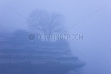 Tree in fog Torcal de Antequera Andalusia Spain
