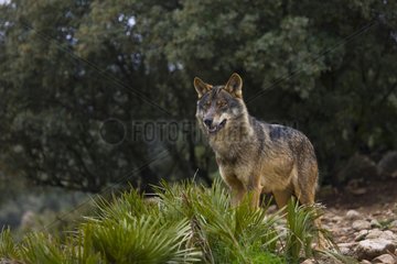 Iberian wolf standing in vegetation Spain