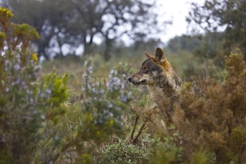 Iberian wolf standing in bush Spain