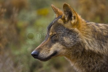 Portrait of Iberian wolf at rest Spain
