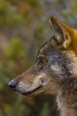 Portrait of Iberian wolf Spain