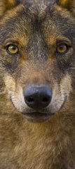 Portrait of Iberian wolf Spain