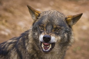 Portrait of Iberian wolf growling Spain