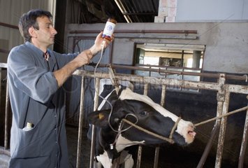 Veterinarian putting a Prim'Holstein Cow on the drip at shed