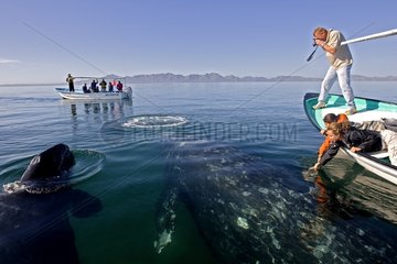 Gray whale approaching people for petting Mexico