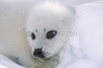 Portrait d'un jeune phoque du Groenland Iles de la Madeleine