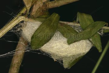 Butterfly cocoon parasitized by flies France