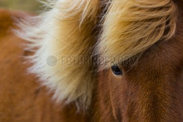 Portrait of Iceland horse in Iceland