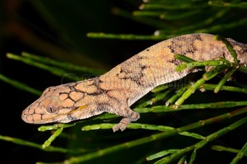 Large-scaled chamaeleon gecko Koghi New Caledonia
