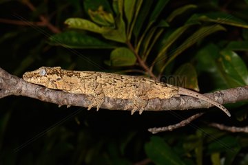 New Caledonian Bumpy Gecko Koghi New Caledonia