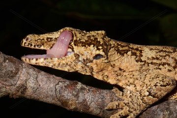 New Caledonian Bumpy Gecko Koghi New Caledonia