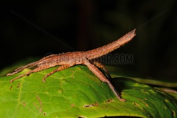 Stick insect on a leaf Koghi New Caledonia