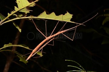 Stick insect mating on a leaf Koghi New Caledonia