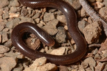 Brahminy blind snake on pebbles New Caledonia