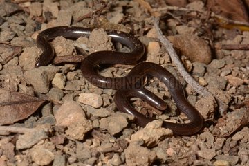 Brahminy blind snake on pebbles New Caledonia