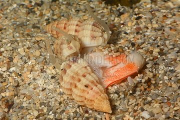 Three-lined Mud Snail on sand New Caledonia