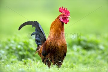 Cock in the grass in spring Spain