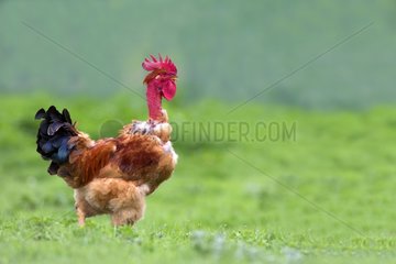 Cock in the grass in spring Spain