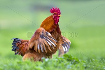 Cock flapping in the grass in spring Spain