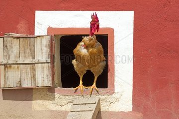 Cock at the entrance to a barn Spain