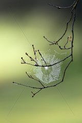 Cobweb on branches morning Spain