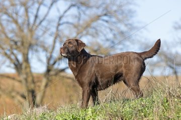 Chocolate Labrador in the country Spain