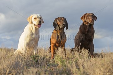 Labrador Retrievers and Dog Red Bavaria Spain